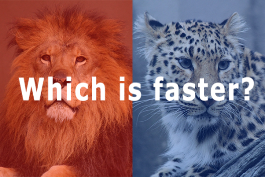 ライオンとチーターはどっちが速い？